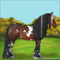 Horse Color:White Spotted Brown Rabicano 