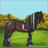 Horse Color:White Spotted Brown 