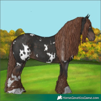 Horse Color:White Spotted Liver Chestnut