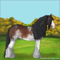 Horse Color:White Spotted Brown Appaloosa 
