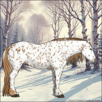 Horse Color:Chestnut Near Leopard 
