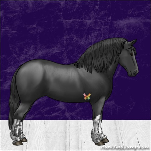 Horse Color:Black and Black