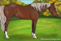 Horse Color:Silver Brown 