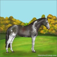 Horse Color:White Spotted Smoky Black Sabino 