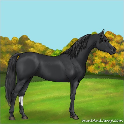 Horse Color:Black  and Black 