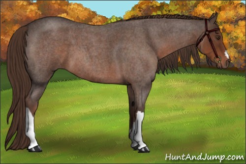 Horse Color:Liver Red Roan 
