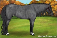 Horse Color:Blue Roan Varnish 