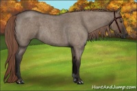 Horse Color:Liver Red Dun Roan 