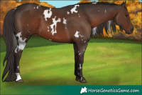 Horse Color:White Spotted Liver Chestnut 
