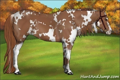 Horse Color:White Spotted Chestnut Sabino 