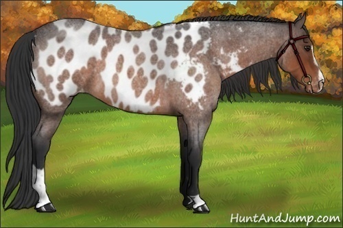 Horse Color:Brown Roan Sabino Blanket