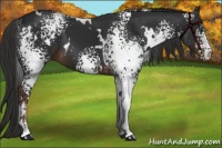 Horse Color:White Spotted Liver Chestnut 