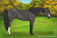 Horse Color:Black 