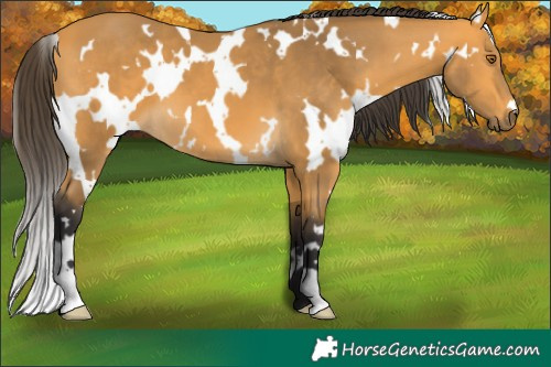Horse Color:White Spotted Buckskin