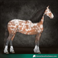 Horse Color:Bay Ice 