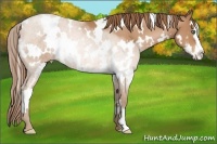 Horse Color:White Spotted Bay Roan Pearl Splash Frame