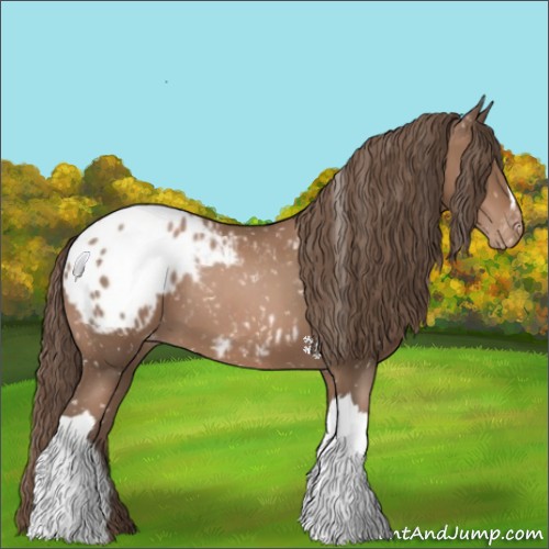 Horse Color:Black Pearl Appaloosa 