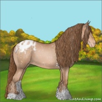 Horse Color:Liver Chestnut Pearl Appaloosa 