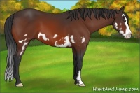Horse Color:Bay Splash Frame