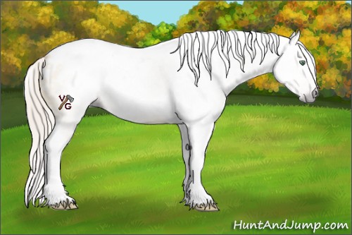 Horse Color:Gray Silver Amber Cream Champagne Roan Dun Splash Tobiano Frame Appaloosa Rabicano 