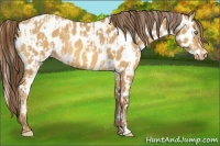 Horse Color:Gold Cream Champagne Appaloosa  and Amber Cream Champagne Appaloosa 
