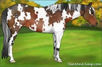 Horse Color:White Spotted Brown 