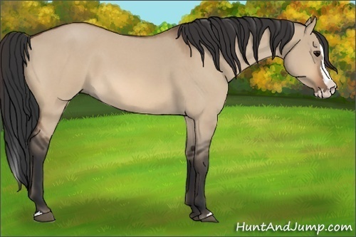 Horse Color:Bay Roan Dun Splash