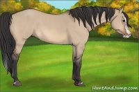 Horse Color:Bay Roan Dun Splash