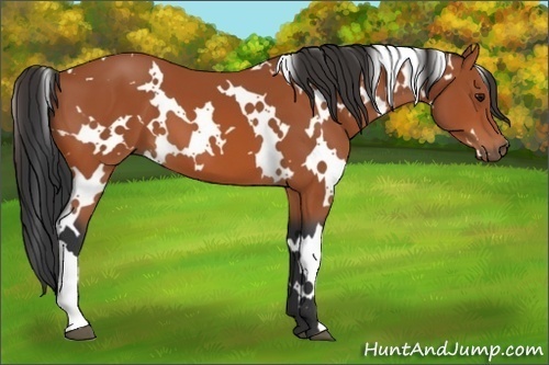 Horse Color:White Spotted Bay 