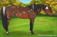 Horse Color:White Spotted Bay 