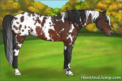 Horse Color:White Spotted Brown Appaloosa 