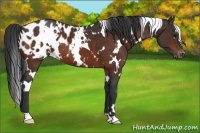 Horse Color:White Spotted Brown Blanket 