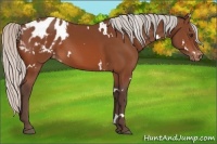 Horse Color:White Spotted Silver Brown Appaloosa