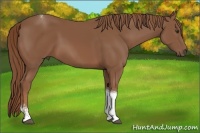 Horse Color:Chestnut Sabino Tobiano 