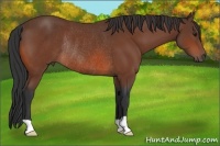 Horse Color:Bay Rabicano 