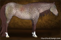 Horse Color:Platinum Chocolate Buckskin 