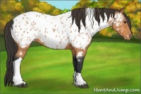 Horse Color:Bay Roan Tobiano Appaloosa 