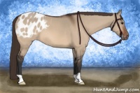 Horse Color:Brown Dun Appaloosa 