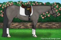 Horse Color:Grullo 