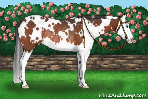 Horse Color:White Spotted Brown Splash Rabicano