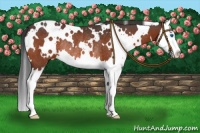 Horse Color:White Spotted Brown Splash Rabicano