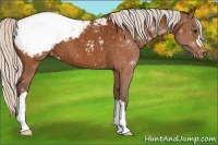 Horse Color:Silver Buckskin Appaloosa 