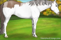 Horse Color:Classic Champagne Splash 