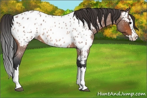 Horse Color:Bay Roan Splash Appaloosa 