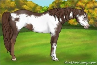 Horse Color:Liver Chestnut Frame 