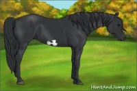 Horse Color:Black Frame