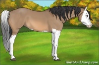 Horse Color:Bay Dun Splash 