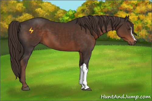 Horse Color:Liver Chestnut 