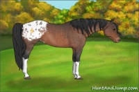 Horse Color:Brown Roan Appaloosa 