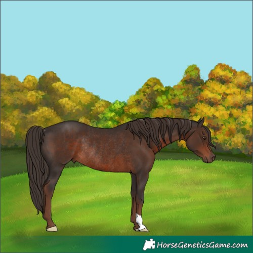 Horse Color:Liver Chestnut Rabicano 